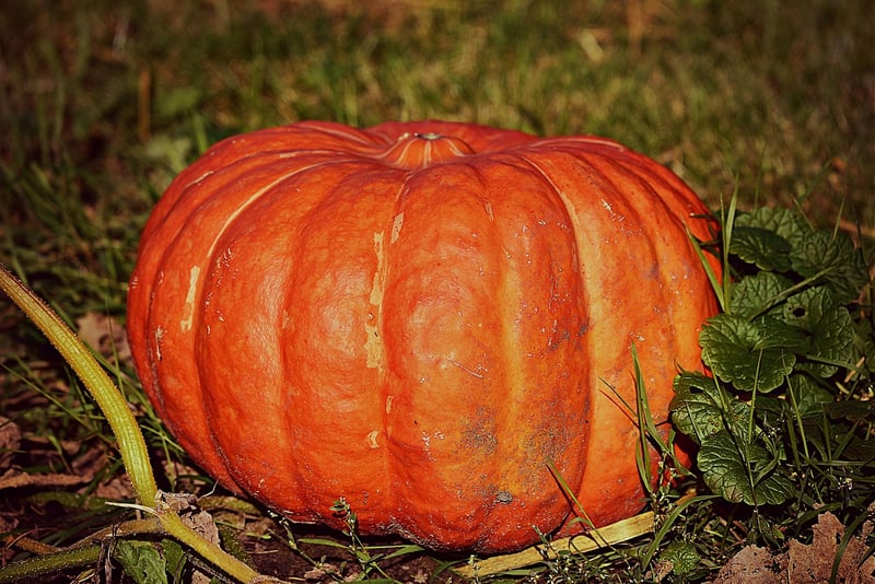 Cinderella Pumpkin Coaches