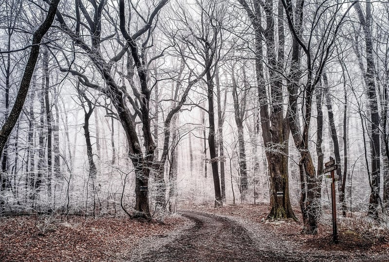 Enchanted Forest Designs