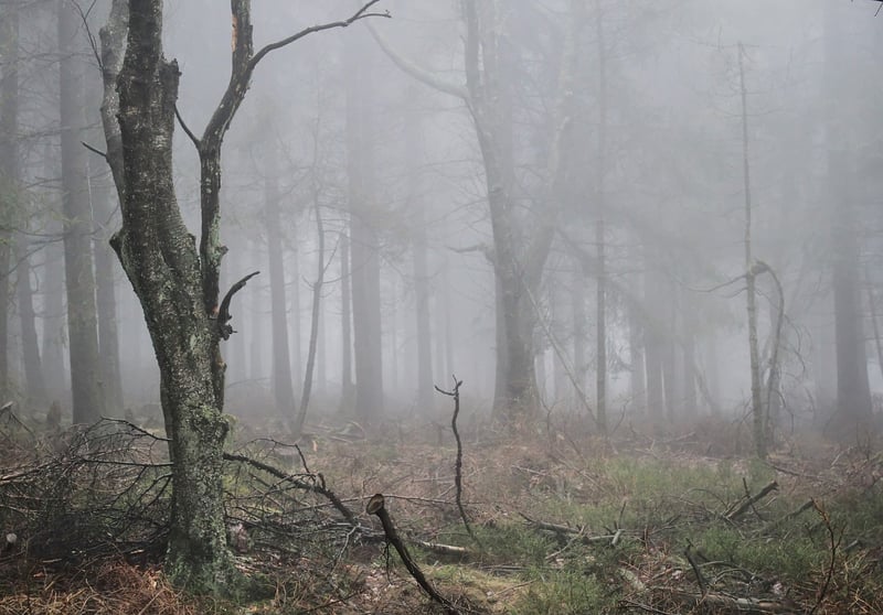 Enchanted Forest